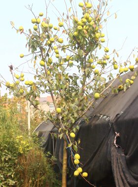 北方户外种植木瓜树苗庭院地栽木瓜海棠苗耐寒品种绿化苗木行道树