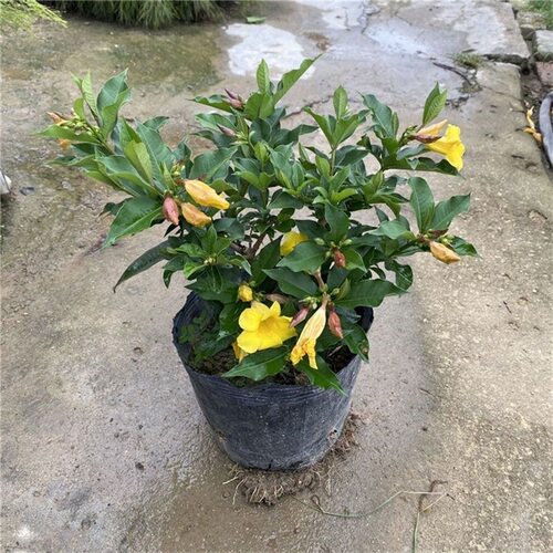 黄蝉花盆栽阳台庭院黄蝉硬枝黄蝉花苗小黄蝉绿植夏秋好养开花不断