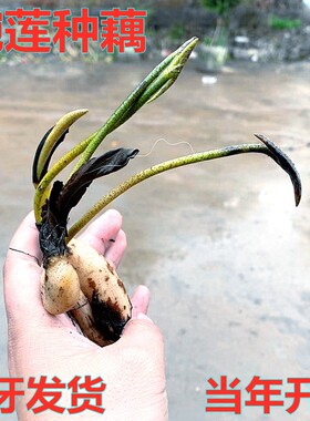 碗莲种藕根茎带芽小型花苗水培植物四季室内荷花盆栽睡莲花卉开花