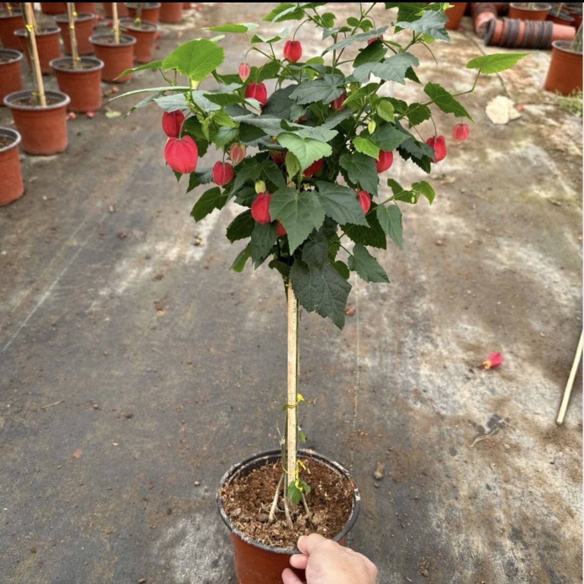 灯笼花棒棒糖藤本爬藤植物盆栽蔓