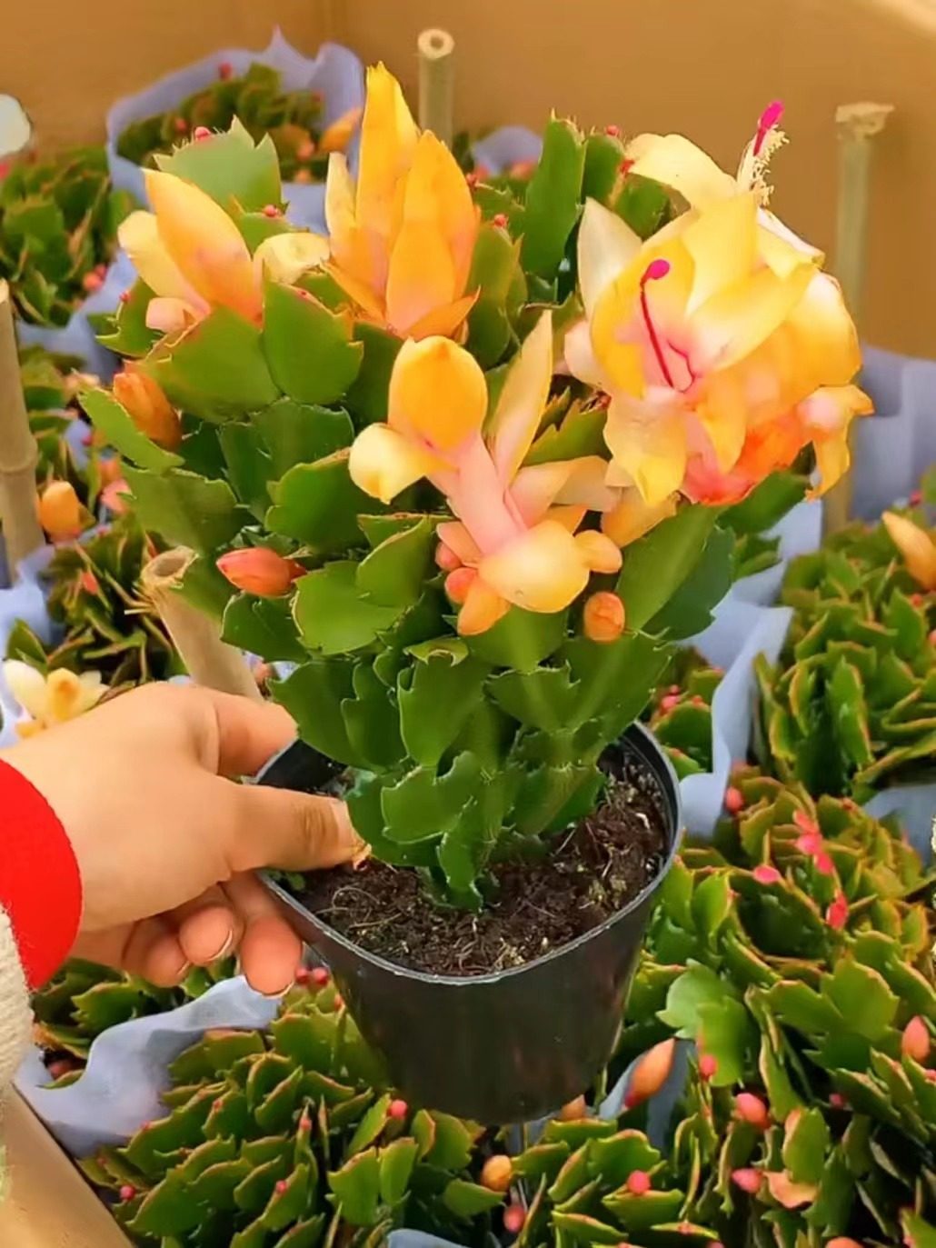 黄金满屋蟹爪莲进口蟹爪兰大花带花苞重瓣新品种好养盆栽室内植物