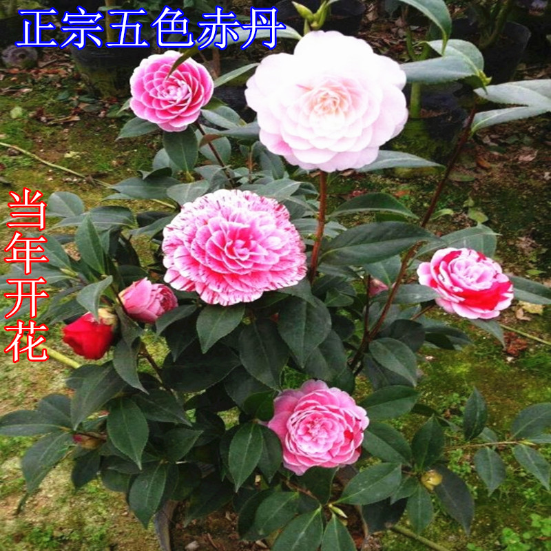 山茶花树苗盆栽带花苞花卉观花植物室内好养四季开花不断五色赤丹