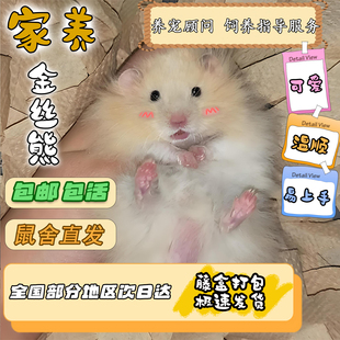 家养长毛金丝熊肉桂米熊波利小仓鼠活体虎纹短毛萌宠 藤盒发货