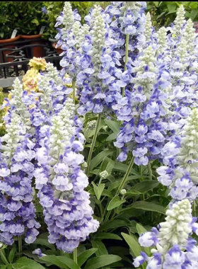 满24元包邮 萨丽芳鼠尾草苗 林荫鼠尾草 萨莉芳阳台庭院耐热耐寒