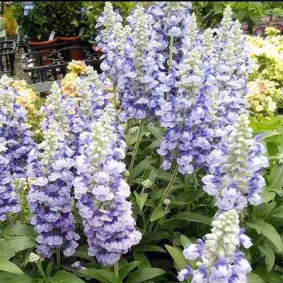 满24元包邮 萨丽芳鼠尾草苗 林荫鼠尾草 萨莉芳阳台庭院耐热耐寒