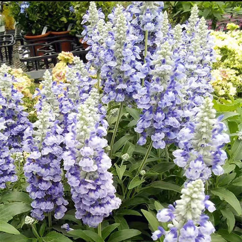 满24元包邮 萨丽芳鼠尾草苗 林荫鼠尾草 萨莉芳阳台庭院耐热耐寒