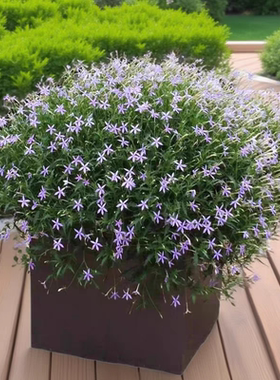 满24元包邮 彩星花苗流星花同瓣草盆栽 耐热阳台盆栽