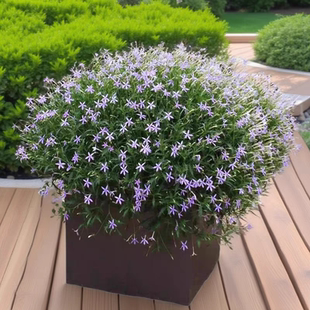 满24元包邮 彩星花苗流星花同瓣草盆栽 耐热阳台盆栽