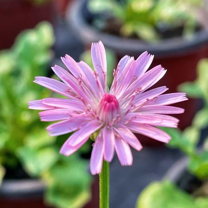 粉色蒲公英盆栽花卉植物好养 桃色千本日轮 粉白万重咲