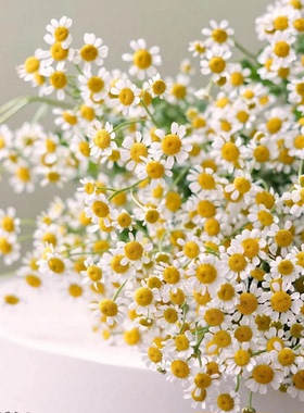 满24元包邮 洋甘菊花苗盆栽重瓣 好养可做鲜切花 多年生 庭院阳台