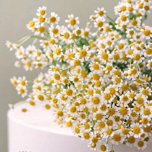 多年生 满24元 好养可做鲜切花 洋甘菊花苗盆栽重瓣 庭院阳台 包邮