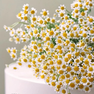 重瓣洋甘菊庭院阳台四季