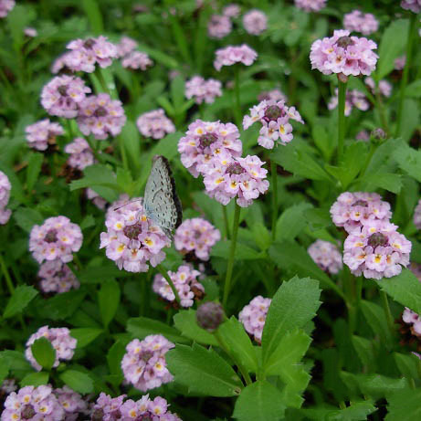 姬岩垂草耐热耐寒耐踩踏地被植物