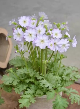 满24元包邮  陕西羽叶报春 樱草 耐寒阳台庭院花期长丰花