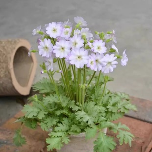 樱草 陕西羽叶报春 耐寒阳台庭院花期长丰花 包邮 满24元