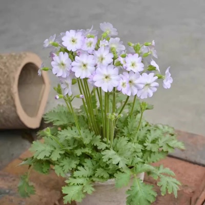 满24元包邮  陕西羽叶报春 樱草 耐寒阳台庭院花期长丰花