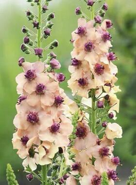 满24元包邮 毛蕊花小苗混色南方魅力耐寒花卉阳台盆栽花镜花期长