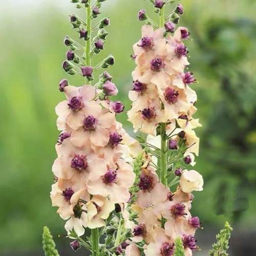 耐寒线性花卉多年生阳台盆栽