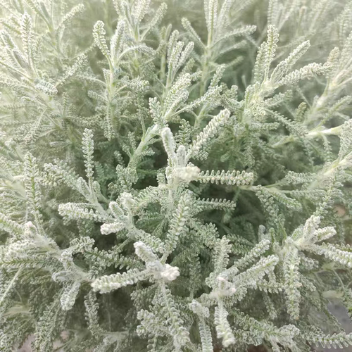 满24元包邮 绵杉菊盆栽苗 香草植物 驱蚊 虫香草植物 香草料理