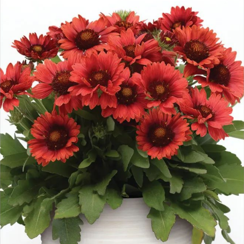 梅萨大花天人菊庭院阳台耐寒耐旱