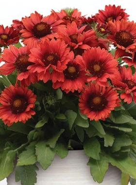 24元包邮 大花天人菊小苗耐热耐寒 耐旱矮生早花庭院阳台好养花卉