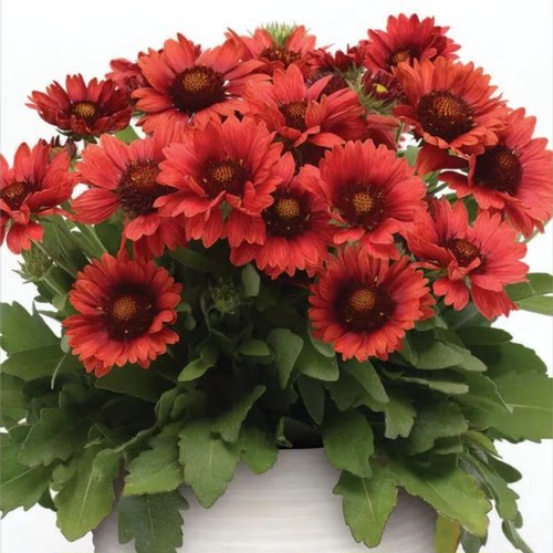 梅萨大花天人菊庭院阳台耐寒耐旱