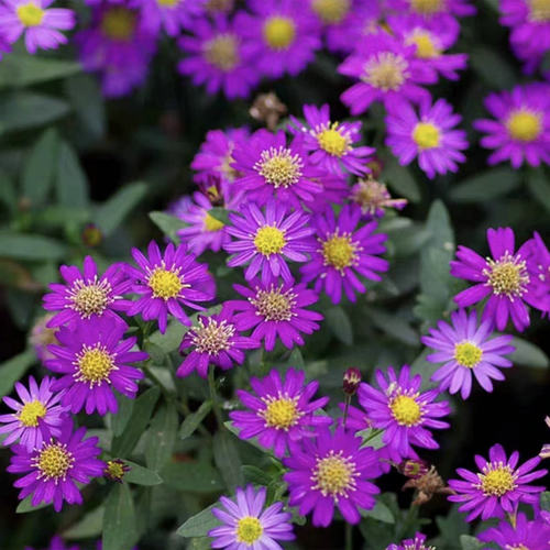 满24元包邮 野甘菊 野绀菊小苗 花园宿根耐寒耐热庭院地栽