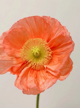 满24元包邮虞美人花苗盆栽雪莉灰冰岛意大利蜂鸟潘多拉珍珠白耐寒