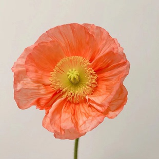 满24元 虞美人花苗盆栽雪莉灰冰岛意大利蜂鸟潘多拉珍珠白耐寒 包邮