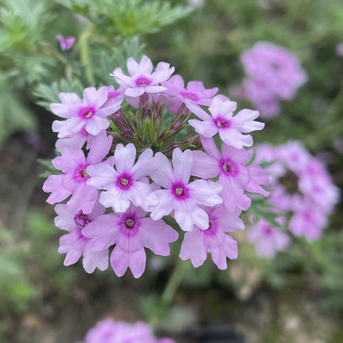细叶美女樱花苗耐寒耐热