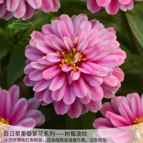 满24元包邮 进口重瓣矮百日草苗 繁花系列春季室内阳台盆栽好养