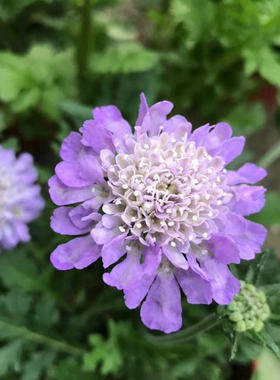 满24元包邮 蓝盆花苗 蓝屋 高加索切花 盆栽 耐寒花苗 阳台庭院