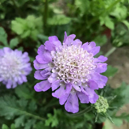 蓝盆花阳台庭院花境四季耐寒好养