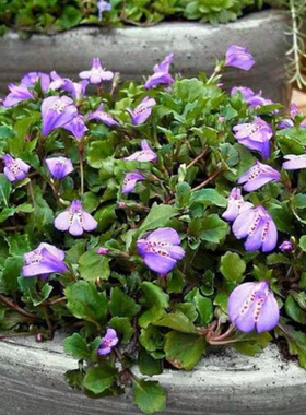 满24元包邮 粉色大花通泉草三月地毯多年生庭院地被耐寒耐热植物