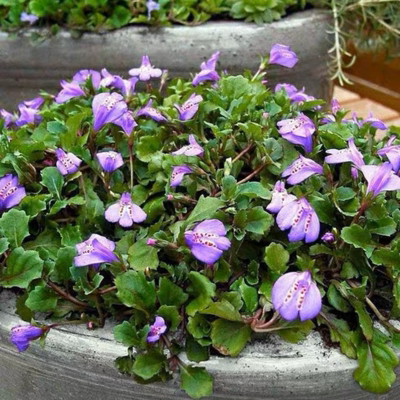 园艺通泉草地被植物庭院假山