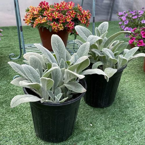 满24元包邮 棉毛水苏苗 可爱羊耳朵 进口银色观叶植物 庭院多年生