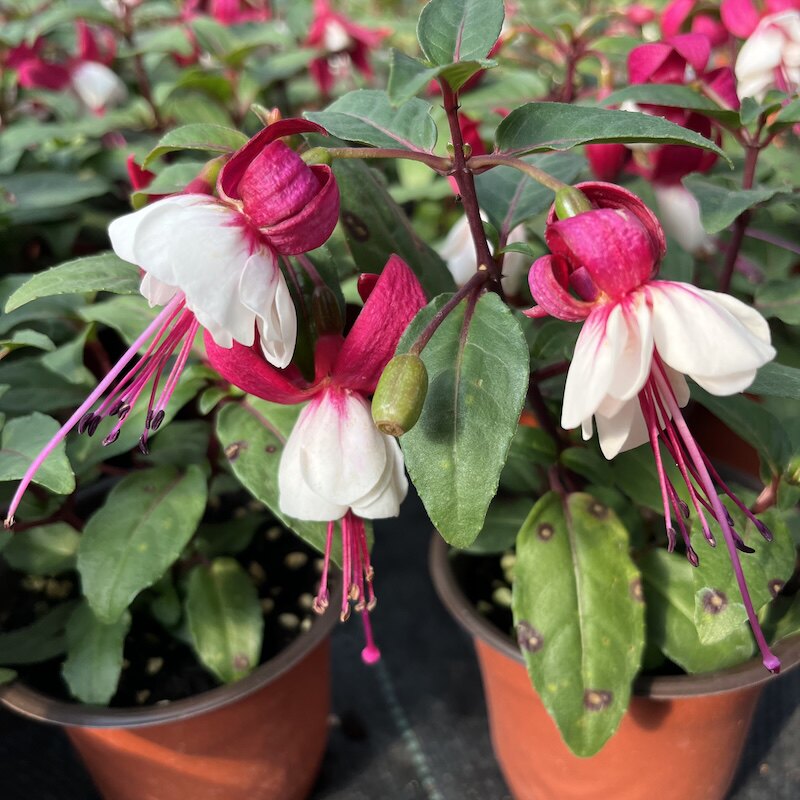 多季节开花倒挂金钟花苗