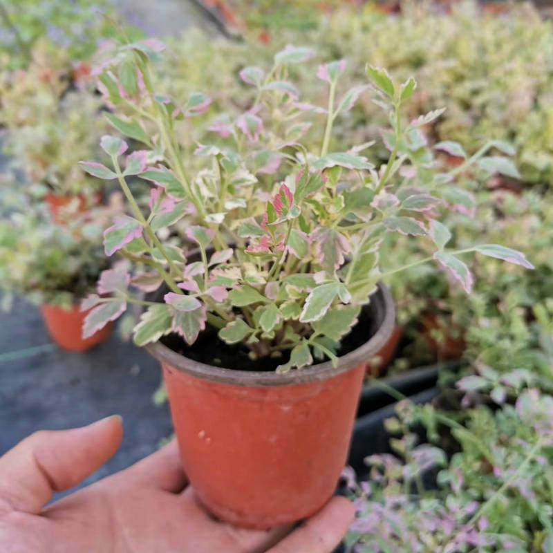 花叶彩叶水芹盆栽 火烈鸟 可食用植物 水培 耐寒 多年生 花园植物