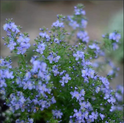 哈密瓜地肤盆栽 芳香 常绿耐寒耐热 多年生易开花好养阳台盆栽植