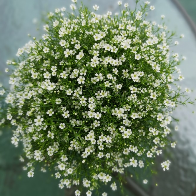 满24元包邮 满天星小苗 草本花卉盆栽室外易种全日照观赏植物,鲜花速递/花卉仿真/绿植园艺,时令草本花卉,淘宝优惠券,粉丝福利购,淘宝优惠卷