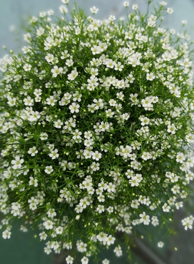 满24元包邮 满天星小苗 草本花卉盆栽室外易种全日照观赏植物