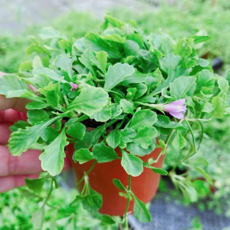 包邮粉色大花通泉草多年生庭院地被耐寒耐热植物阳台庭院匍匐垂吊