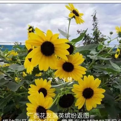 满18元包邮 向日葵无限阳光花苗 光辉岁月播种花卉耐热晒夏季开花