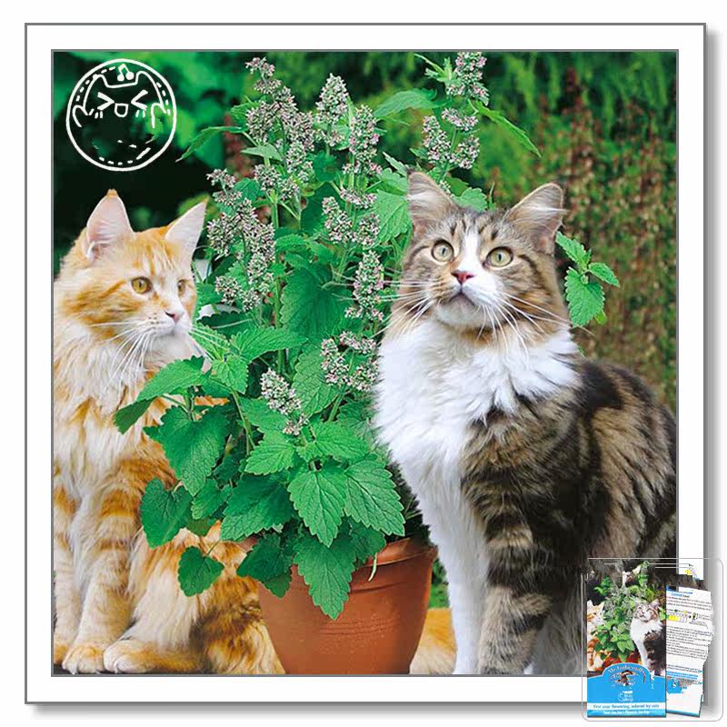 满24元包邮 猫薄荷