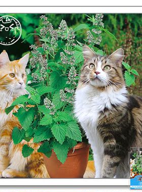 满24元包邮 猫薄荷