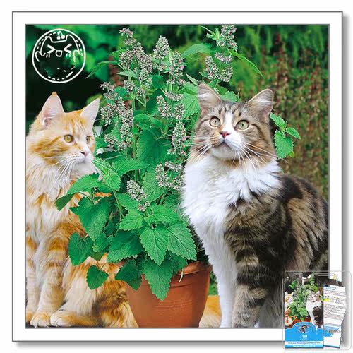 满24元包邮 猫薄荷