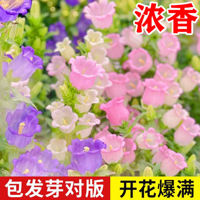 风铃草花种子四季播种室内外庭院阳台易活草花籽植物花籽