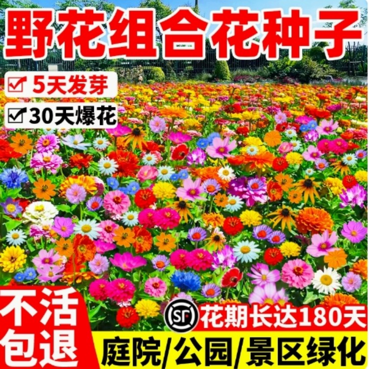 野花组合花种子籽耐寒易种四季播种不断格桑花种籽子盆栽大全室外