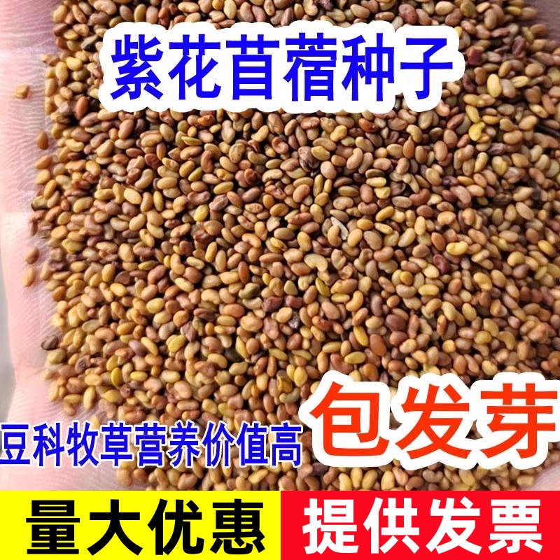 紫花苜蓿草籽种多年生大叶苜蓿种子进口牧草种子鸡鸭鹅牛羊鱼草籽
