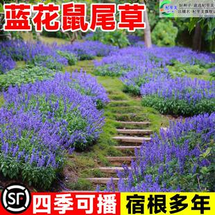 蓝花鼠尾草种子室外庭院耐寒花籽四季播种一串兰花种籽孑盆栽